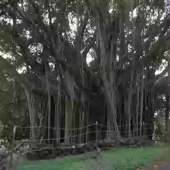 Ficus microcarpa Banyan Tree Ginseng